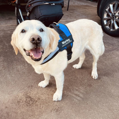 DoggyKings™ Ultimate Personalized No Pull Dog Harness
